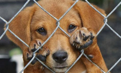 ¿Cómo denunciar el maltrato animal en la Ciudad?