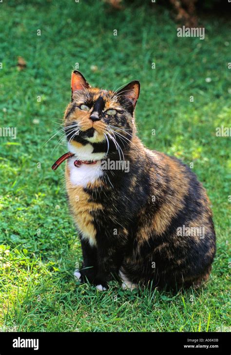 Domestic Cat Felis Domesticus Stock Photo Alamy