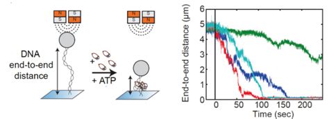 Smc Proteins For Dna Loop Extrusion Cees Dekker Lab