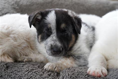 Panda German Shepherd Puppies