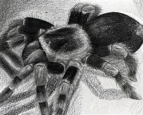 How To Draw A Tarantula Mexican Redknee Tarantula Step 21 Guided