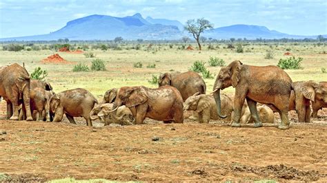 Tsavo East National Park Jeep & 4WD Tours | GetYourGuide