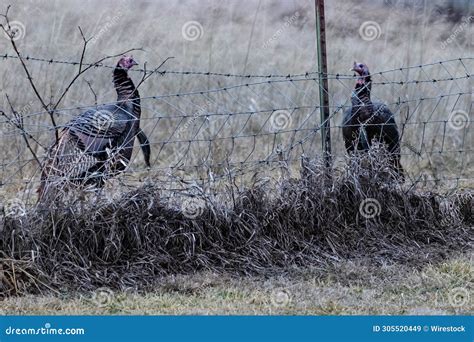 Turkeys On The Fence Line Royalty Free Stock Photography