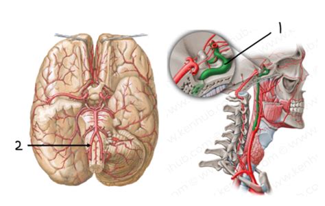 Cns Vasculature Flashcards Quizlet