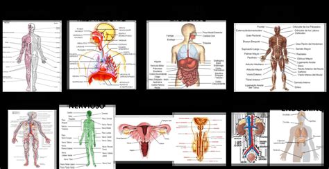 Sistemas Del Cuerpo Humano Aparatos Funciones Organos Nbkomputer