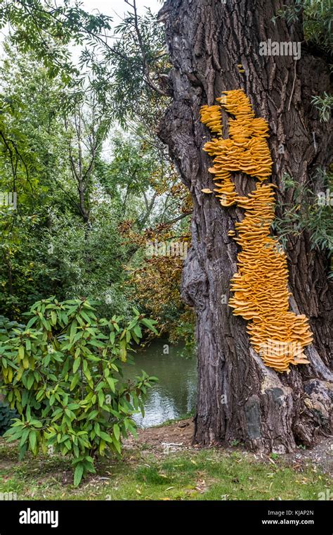 Yellow Tree Fungus Hi Res Stock Photography And Images Alamy