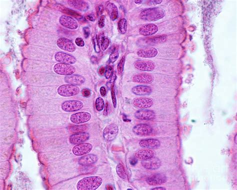 Simple Columnar Epithelium Photograph By Jose Calvo Science Photo