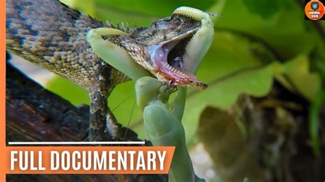 Praying Mantis Attacks And Eats Lizard Alive Youtube