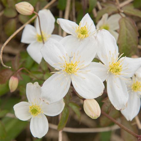 Clematis Montana Grandiflora Leafwise