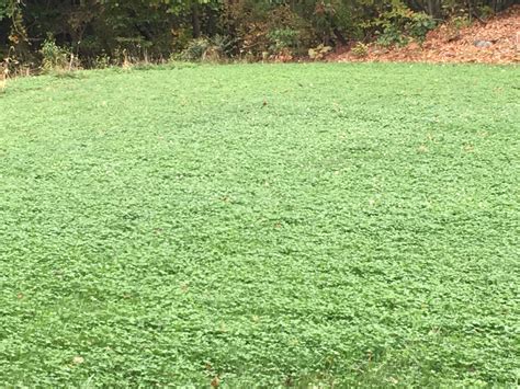 Installing a 100% organic clover lawn. - WAKEMAN'S WHITE BIRCH NURSERY