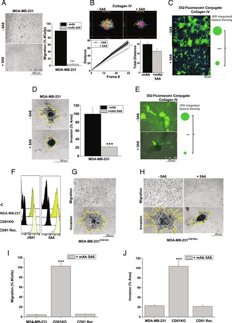 The Molecular Mechanism Of Cd81 Antibody Inhibition Of Metastasis Pnas