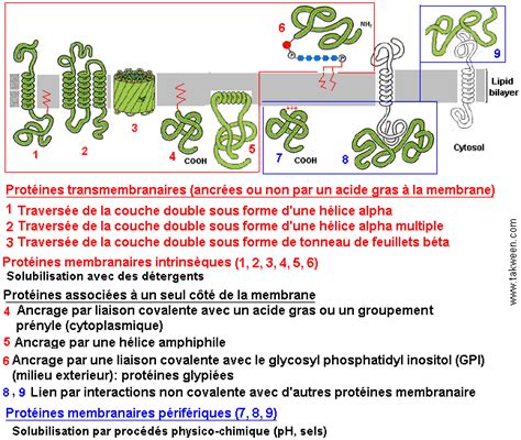 Devoir Sur Membrane Plasmique Me Svt