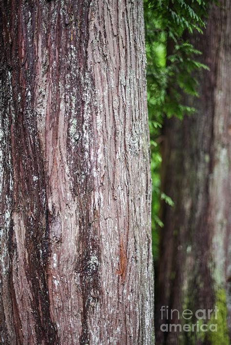 Cedar Tree Bark Photograph by Yoko Takei Do | Fine Art America