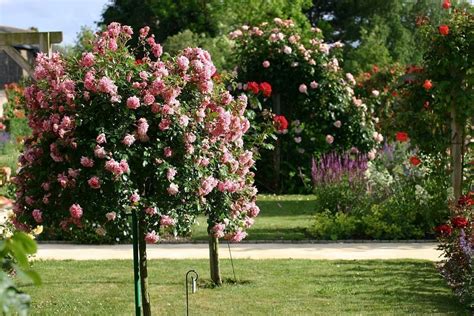 Consejos Para Cultivar Rosas Y Tener éxito