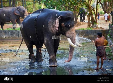 India, Kerala state, Guruvayur, elephant center, training for the ...