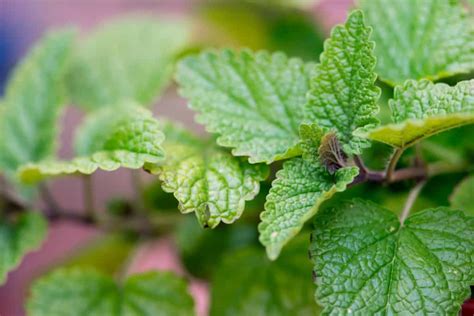 Using Plants for Mosquito Control - Natural Mosquito Repellents