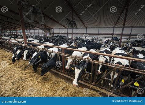 Corporate Wisconsin Dairy Farm Cows Stock Image Image Of Dairy Milk