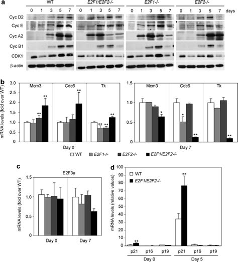 Effect Of E2f1 And E2f2 On Cell Cycle Regulators And Dna Replication