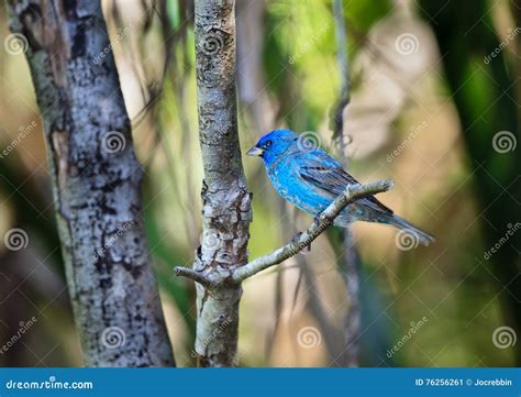 Indigo Bunting Colorful Songbird In The Wild Stock Image Image Of