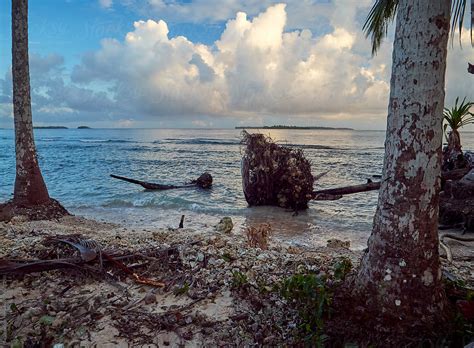 Uprooted Fallen Coconut Palm Trees Sea Level Rise Pacific Island