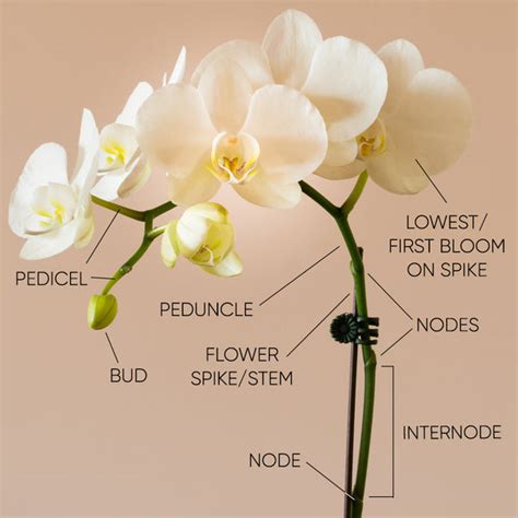 How To Get Your Orchid To Re Bloom And Flower Again And Again