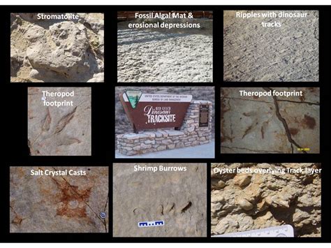 Red Gulch Dinosaur Tracksite And Sundance Seaway Geology Of Wyoming