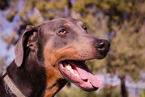 Apollo - Desert Harbor Doberman Rescue