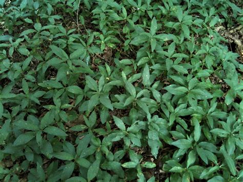 Dogs Mercury Dogs Cole Mercurialis Perennis