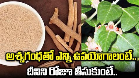 Ashwagandha అశ్వగంధ గురించి తెలుసా ఒత్తిడిని తగ్గించడంలో దీనికి