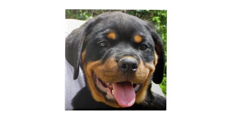 Rottweiler Puppy Face Dog Cute Ceramic Tile Zazzle