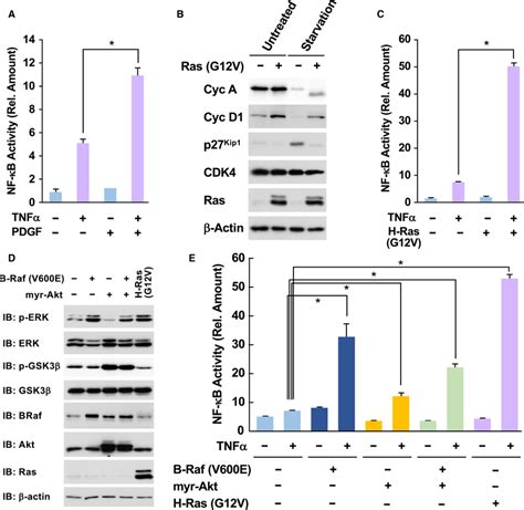 Oncogenic Ras Mutants Accelerate Tnfα‐induced Nf‐κb Activation A