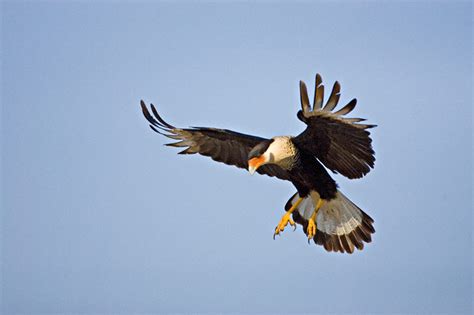 Crested Caracara Caracara Cheriway Aka Mexican Eagle