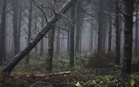 Wallpaper Sunlight Trees Rain Wood Branch Cold Morning Mist