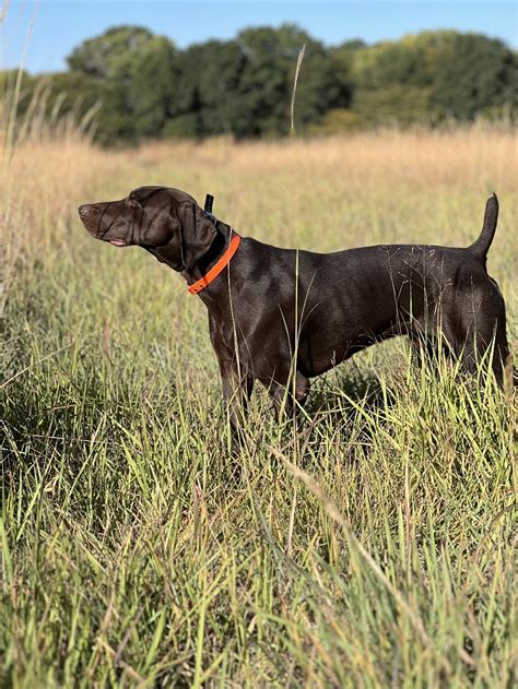 Trained German Shorthaired Pointer