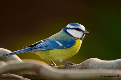 Blaue Meise Foto And Bild Tiere Wildlife Wild Lebende Vögel Bilder Auf Fotocommunity