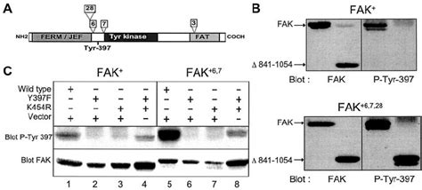 Differences In Autophosphorylation Between Fak Splice Isoforms In