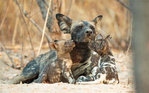 African Wild Dog Pups And Mother