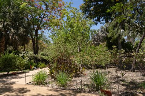 Conoces Las Plantas Que M Xico Le Regal Al Mundo Mazatl N