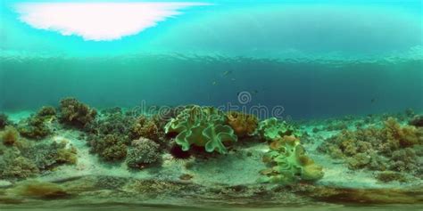 Coral Reef with Fish Underwater. Philippines. Virtual Reality 360 Stock ...