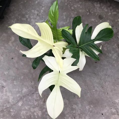 Rare Philodendron Species 12 Stunning Plants You Need To See