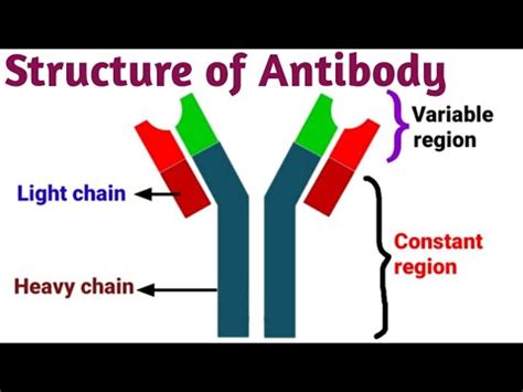 Structure Of Antibody Pravin Bhosale YouTube