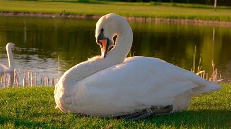 Premium Photo Beautiful White Swan On Green Meadow White Swan