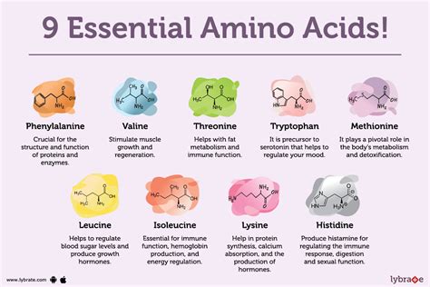 What Are Amino Acids? Exploring The Essential Amino Acids, 40% OFF