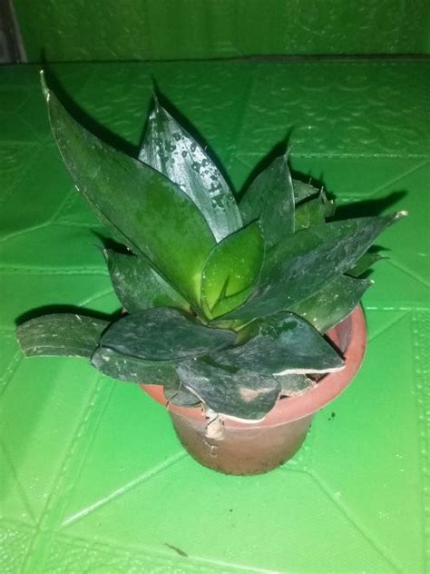 Duarf Snake Plant With Kids Actual Images In Pot Lazada Ph