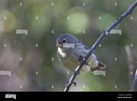 Small Tree Finch Darwin Finch Darwin Finches Tangars Songbirds