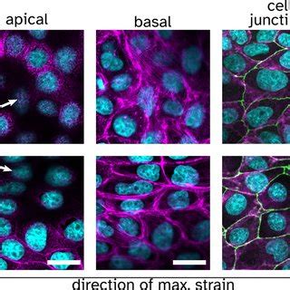 Immunostained Confluent Mdck Ii Cells Showing The F Actin Phalloidin