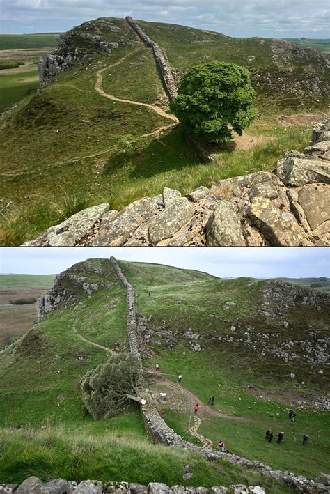 Teen Arrested After UK Hadrian S Wall Robin Hood Tree Cut Down