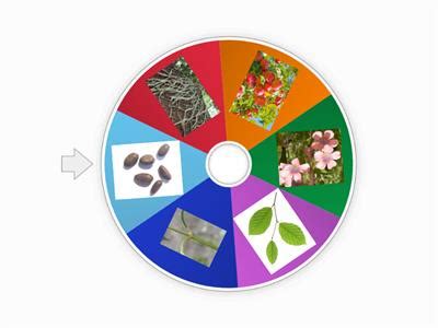 Parts Of A Plant Memory Game Recursos De Ensino