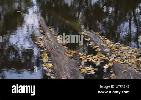 Tree Trunks Deciduous Nature Landscape Stock Videos Footage Hd And