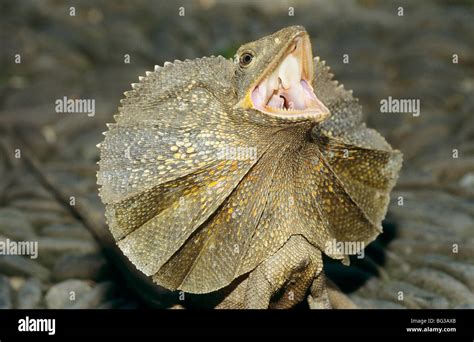 Frill Necked Lizard Portrait Chlamydosaurus Kingii Stock Photo Alamy